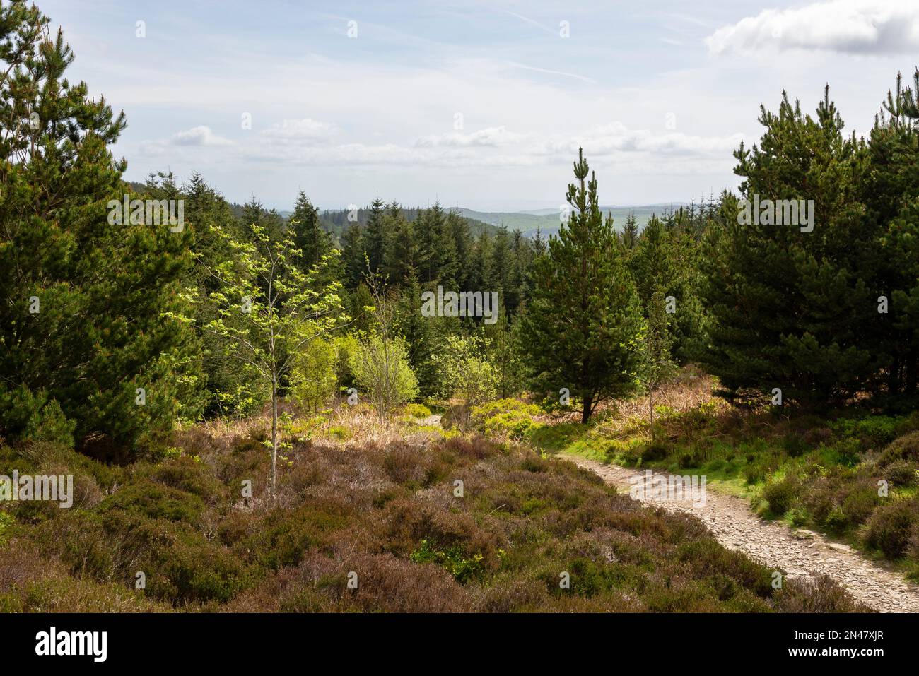 Waldwege im Moel Famau Country Park, Clwydian Range, Nordwales. Stockfoto