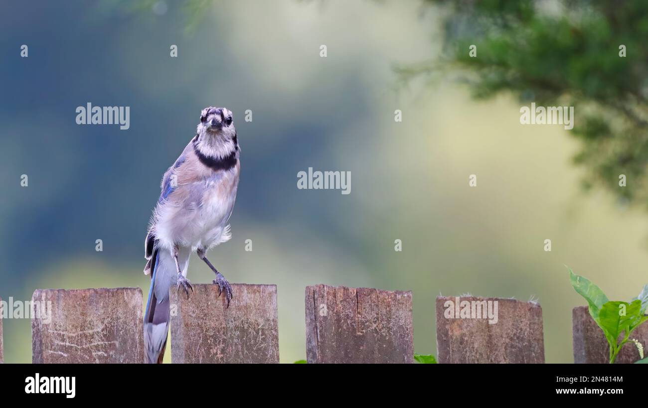 Das ist ein Blue Jay Songbird, der Wind bläst ihm die Federn. Dieser Vogel sitzt auf einem Zaun in meinem Garten in East Tennessee. Stockfoto