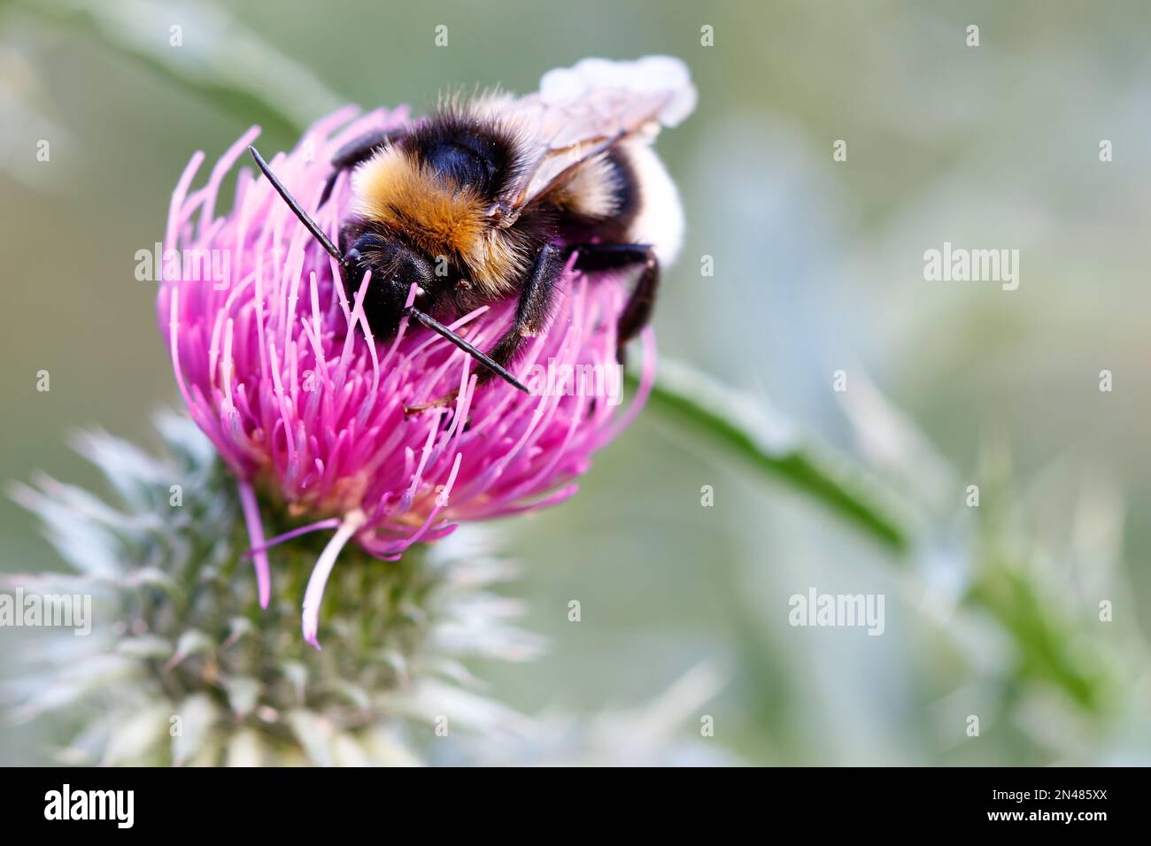 Makro - Bumble-Bee auf der Blüte Stockfoto