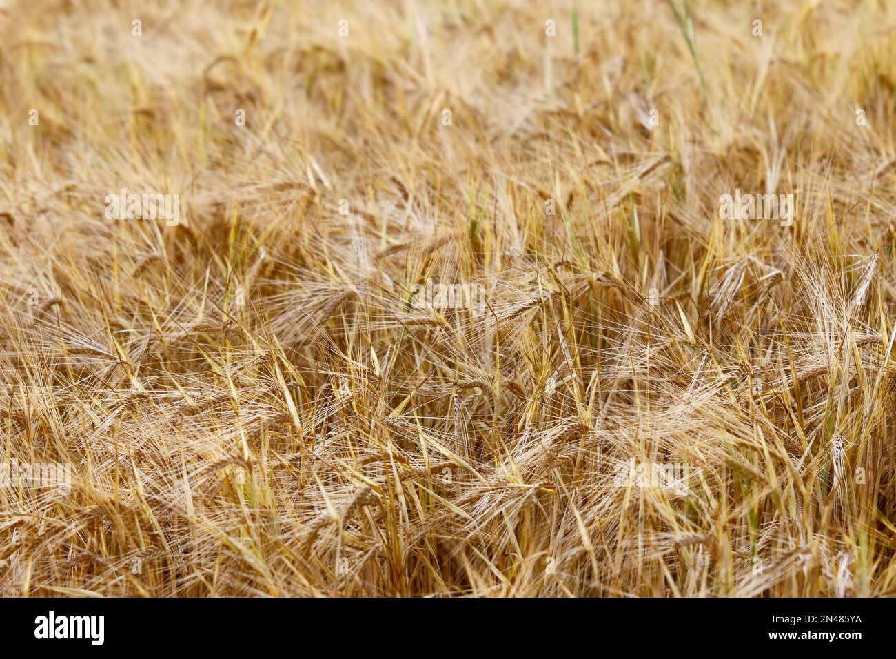 Reife Gerstenohren auf dem Feld - Gerste ist eine der wirtschaftlich wichtigsten Pflanzen Stockfoto