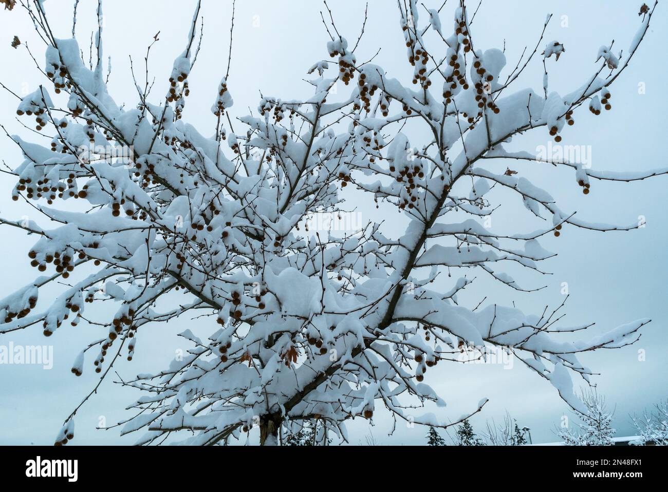 Baum Schnee Winter weißer Hintergrund Schneesturm Frost. Verschneiter, kalter Tag, Frostwettersaison. Foto der Konzeptidee. Hohe Full hd-Fotoqualität. Eiswald Tre Stockfoto
