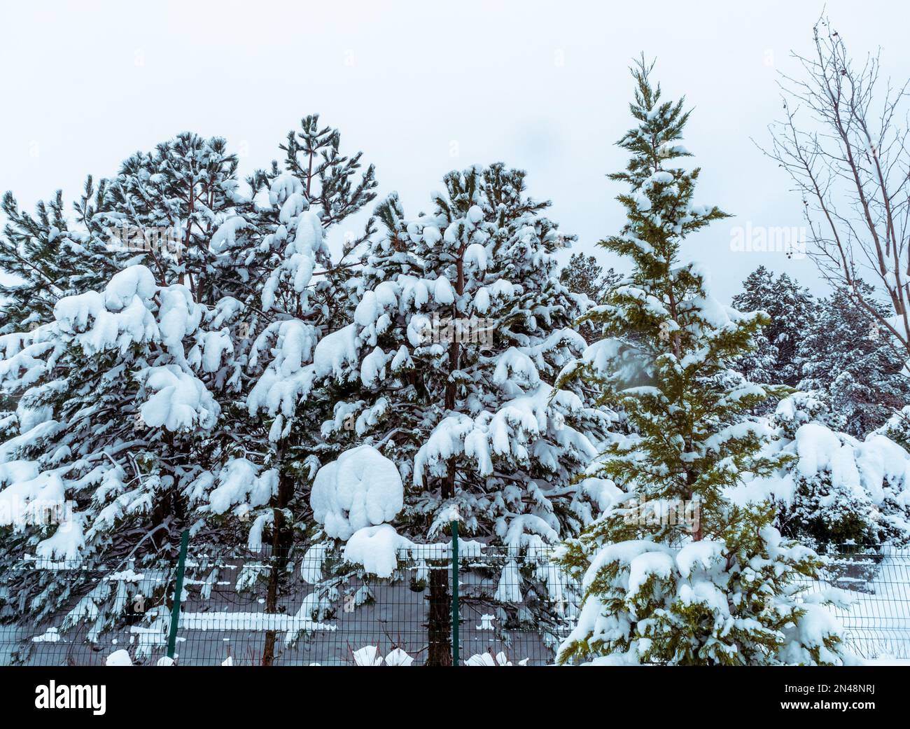 Schnee, Winter, weißer Hintergrund, Schneesturm. Verschneiter, kalter Tag, Frostwettersaison. Foto der Konzeptidee. Hohe Full hd-Fotoqualität. Eiswaldkiefer Stockfoto