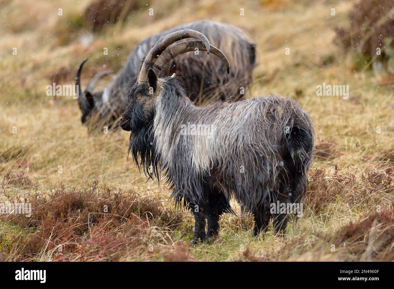 Feral Goat (Capra hircus), reife männliche billy Goats in a Snow shower, Glen Strathfarrar, Inverness-shire, Schottland, April 2017 Stockfoto