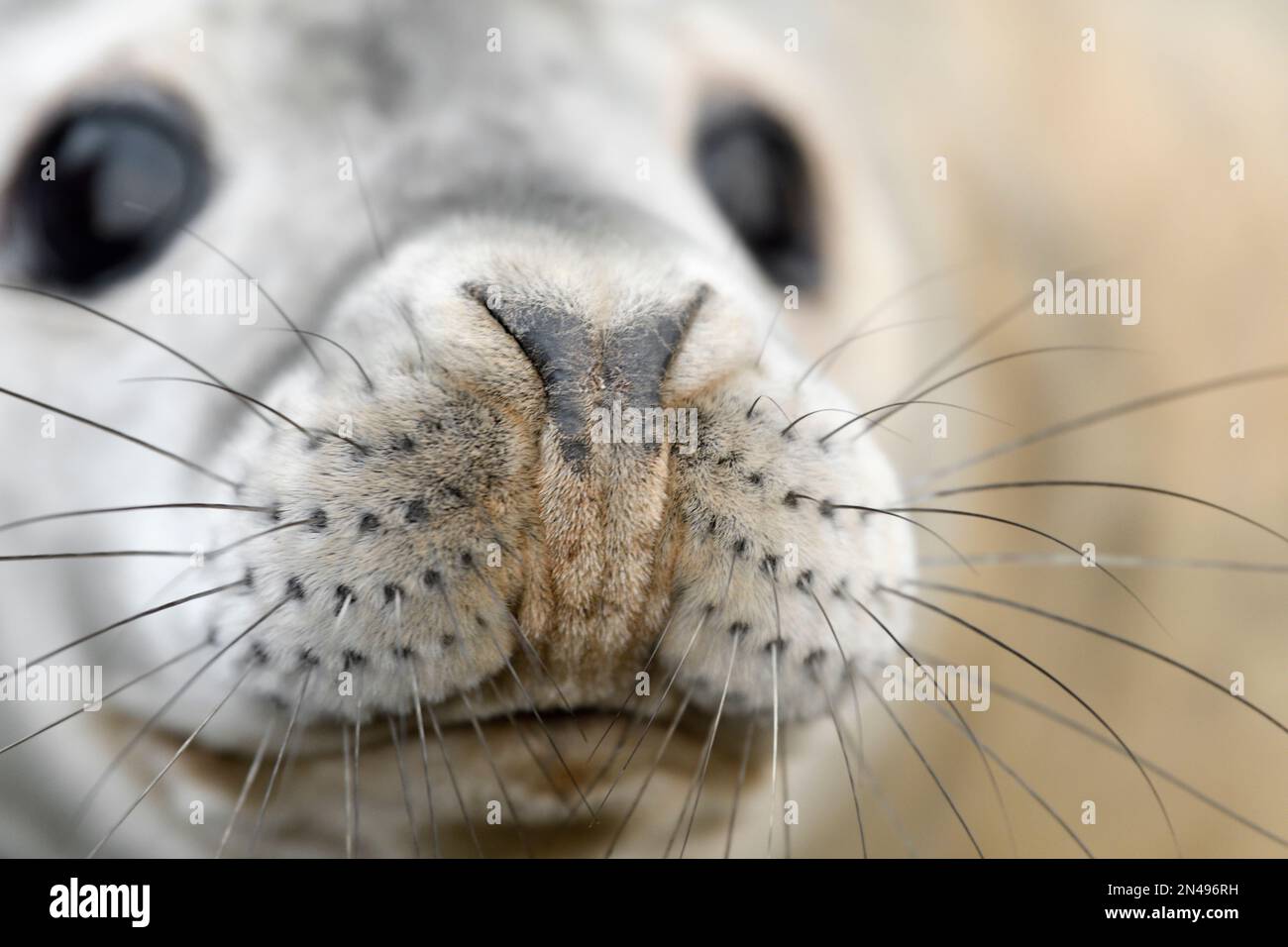 Grey Seal (Halichoerus grypus) Nahaufnahme von Welpen und Whiskern, St. Abbs Head National Nature Reserve, National Trust for Scotland Reserve, Berwickshire, Stockfoto