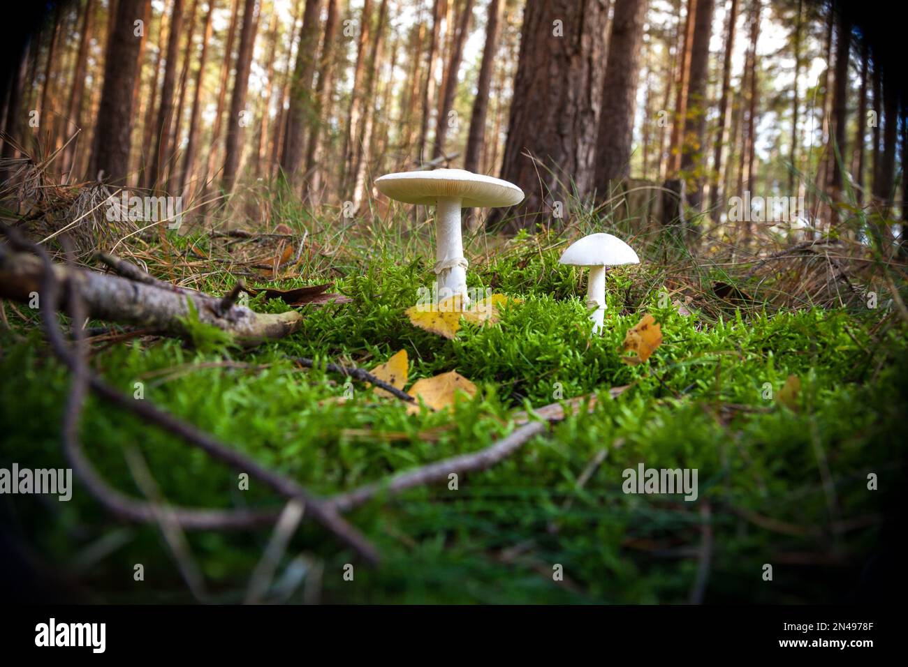 Die weißen Pilze im Wald. Narren-Pilz, vernichtender Engel, Amanita verna. Stockfoto