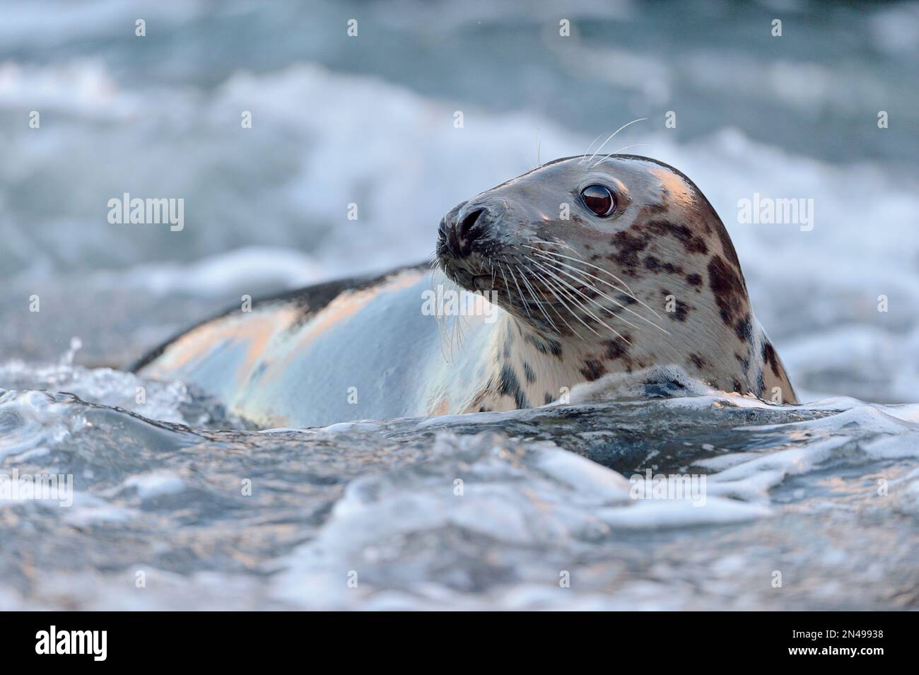 Graue Seehundkuh (Halichoerus grypus) kehrt zur Felsenküste zurück, um die Welpen zu besuchen, St. Abbs Head National Nature Reserve, St. Abbs Head, Südostschottland Stockfoto