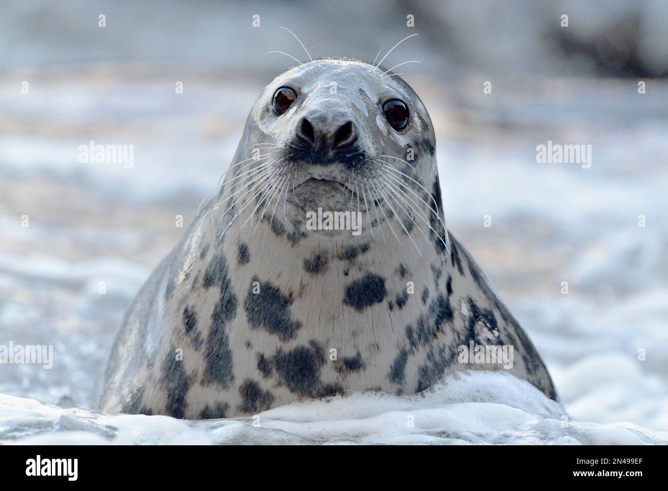 Graue Seehundkuh (Halichoerus grypus) kehrt zur Felsenküste zurück, um die Welpen zu besuchen, St. Abbs Head National Nature Reserve, St. Abbs Head, Südostschottland Stockfoto