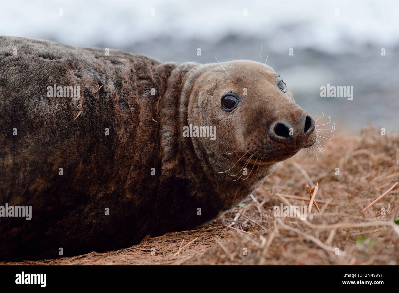Gray Seal (Halichoerus grypus) Bulle am Ufer, St. Abbs Head National Nature Reserve, St. Abbs Head, Südostschottland, November 2017 Stockfoto