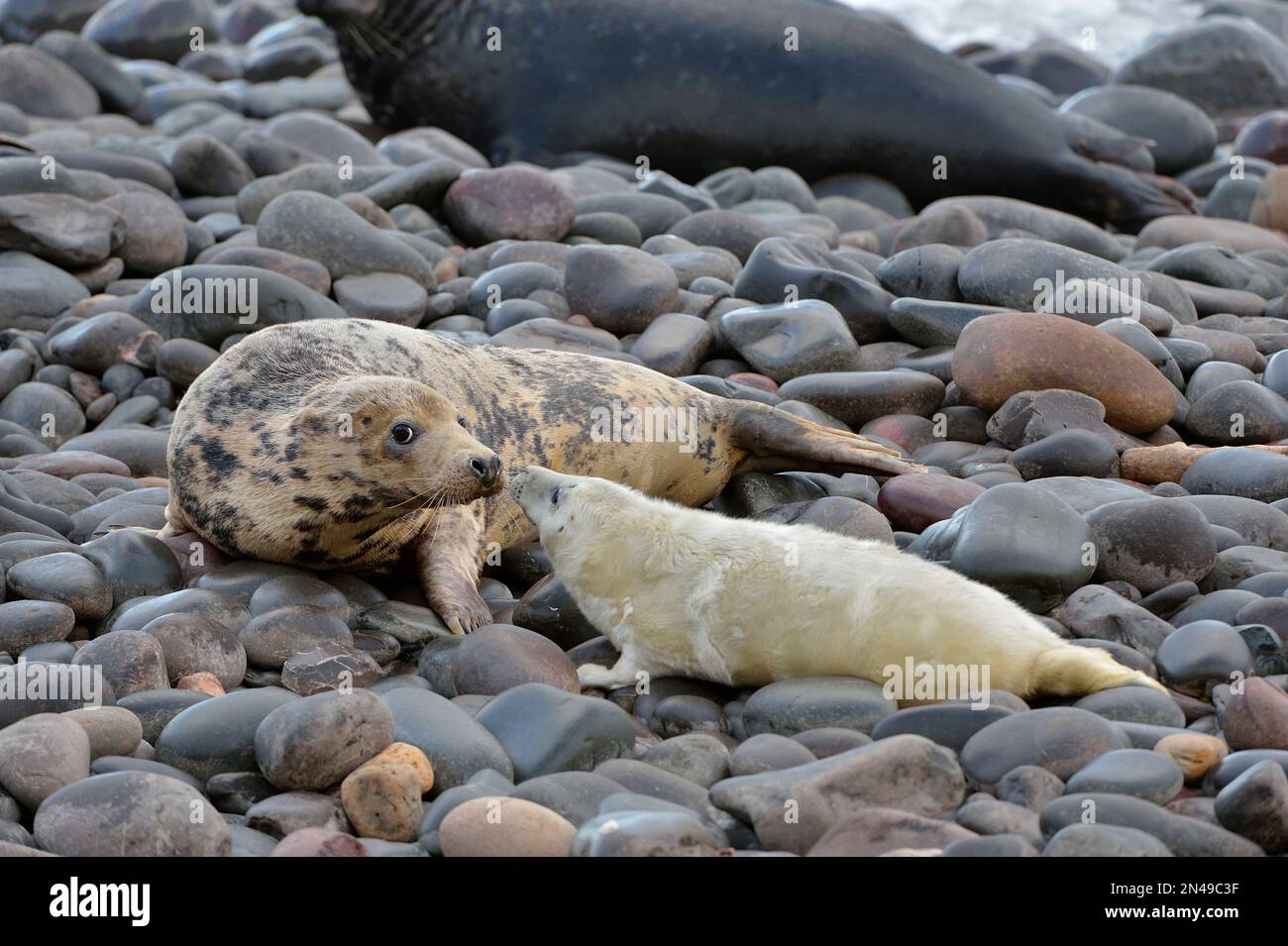 Greeting von Mutter und Kind des Grauen Seehunds (Halichoerus grypus), St. Abbs Head National Nature Reserve, St. Abbs Head, Südostschottland, November 2017 Stockfoto