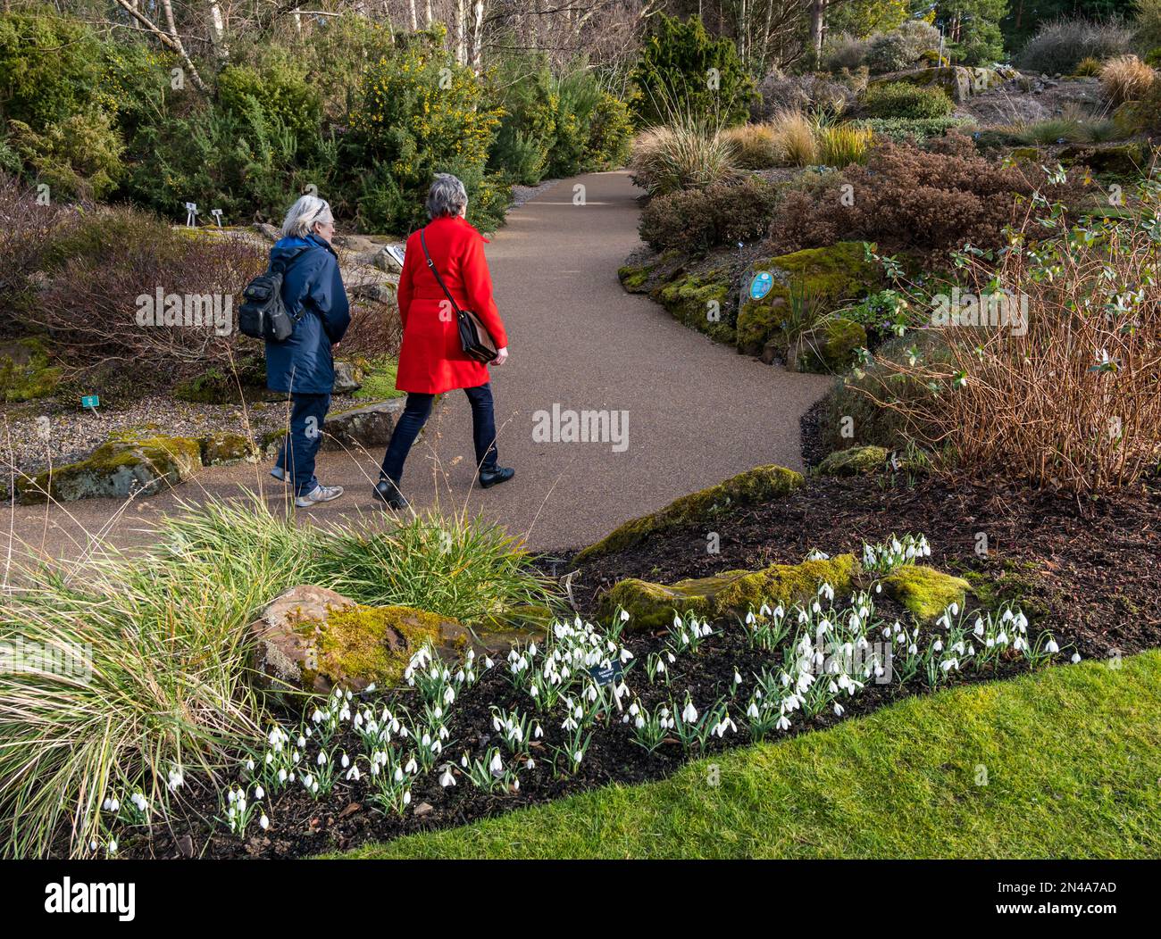 Edinburgh, Schottland, Vereinigtes Königreich, 8. Februar 2023. Wetter in Großbritannien: Frühlingserscheinungen im Royal Botanic Garden. Die Schneeglöckchen sind in voller Blüte um die Gärten herum. Kredit: Sally Anderson/Alamy Live News Stockfoto