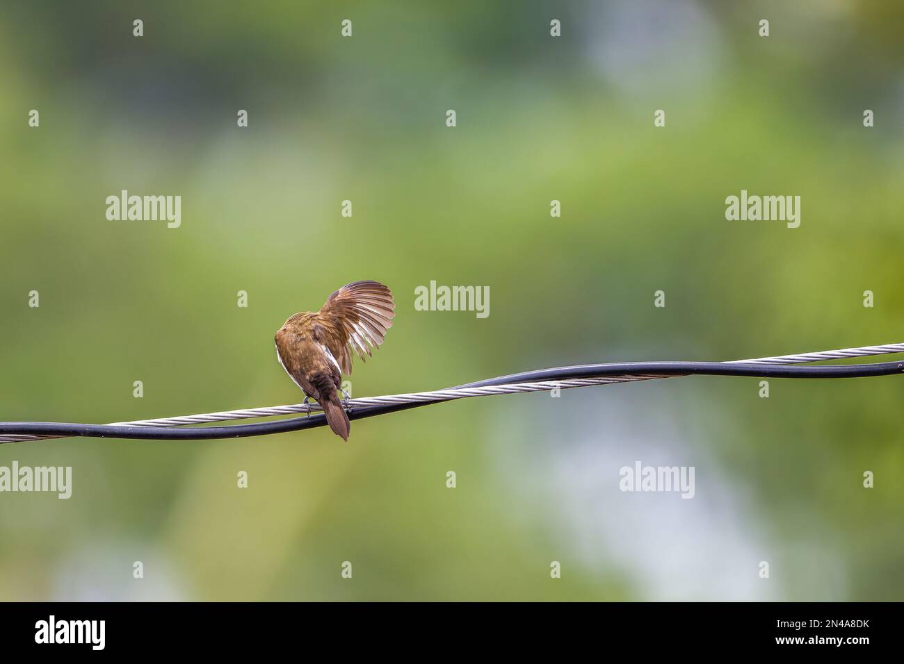 Ein Estrildidae Spatzen oder Estrildid Finken, die auf einer Hochspannungsleitung sitzen und im Wind schweben, mit unscharfen grünen Blättern im Hintergrund Stockfoto