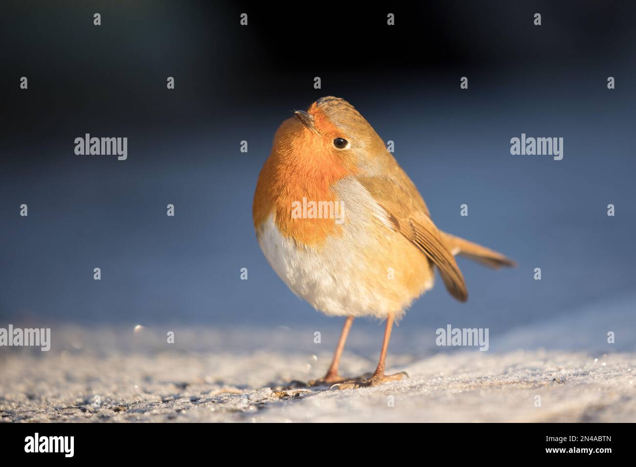 Robin an einem frostigen Morgen im RSPB St. Aidan's Stockfoto