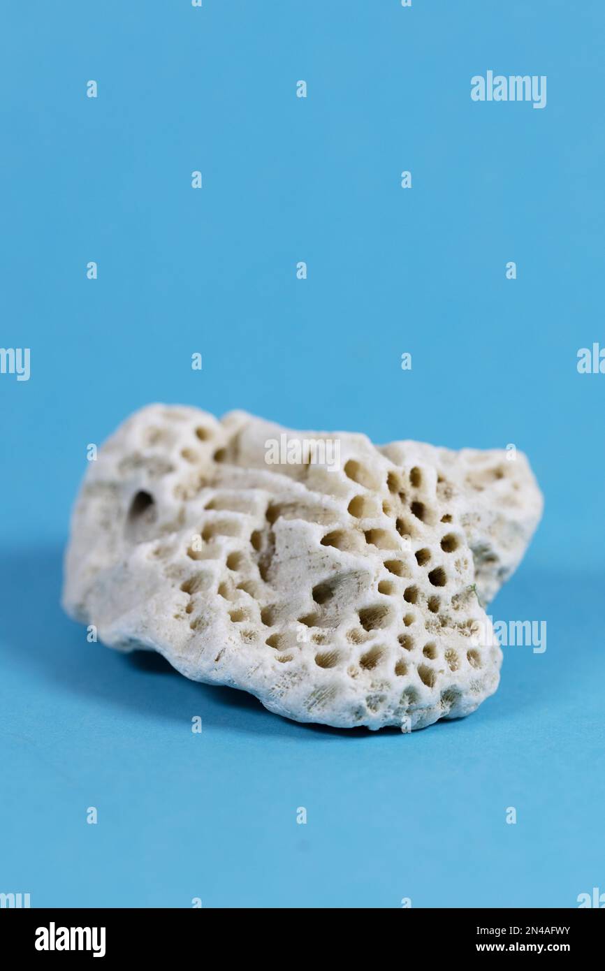Ein Stück versteinerte Korallen vor blauem Hintergrund. Stockfoto