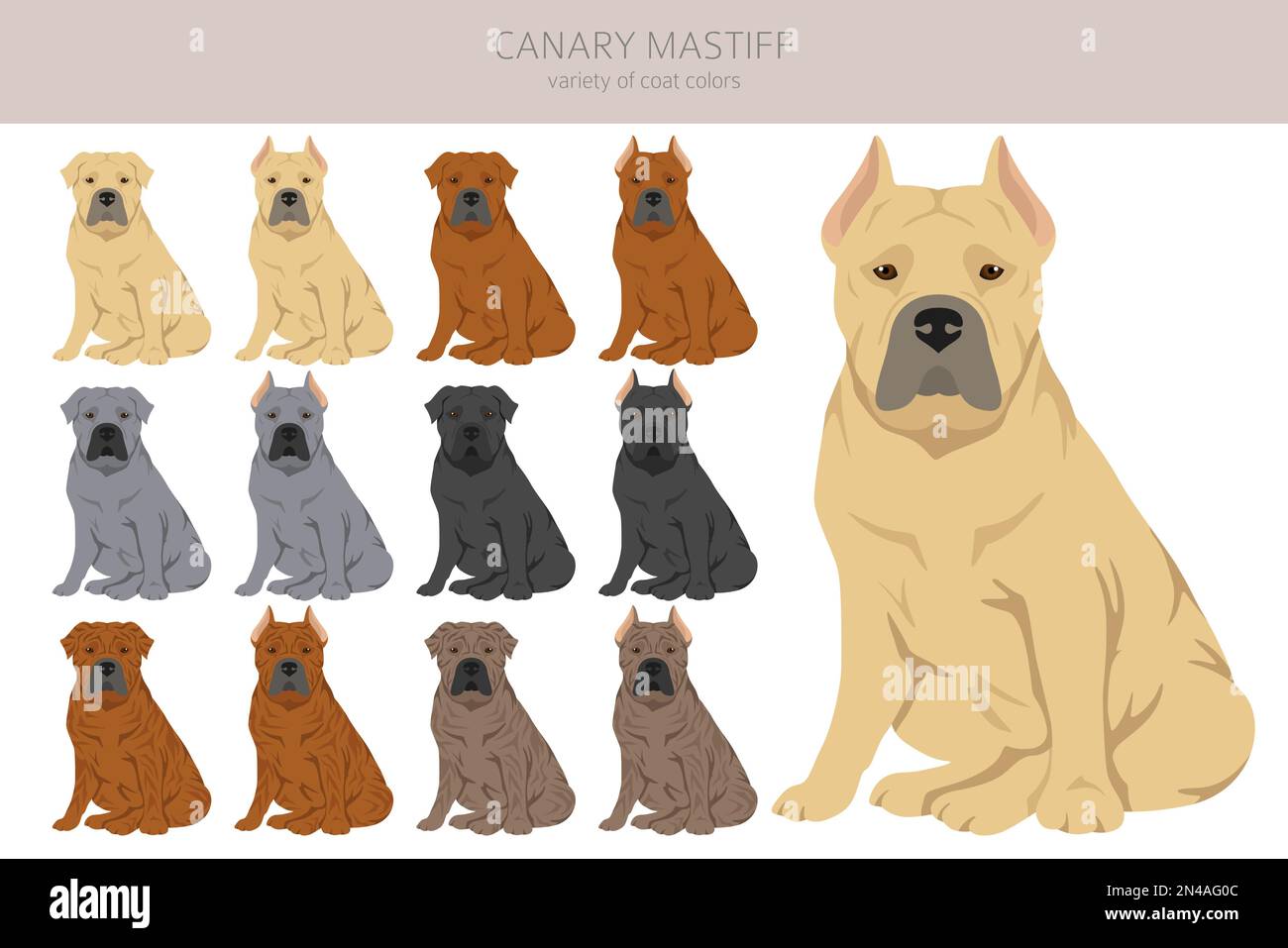 Kanarischen Mastiff Clipart. Verschiedene Posen, Fellfarben eingestellt. Vektorgrafik Stock Vektor