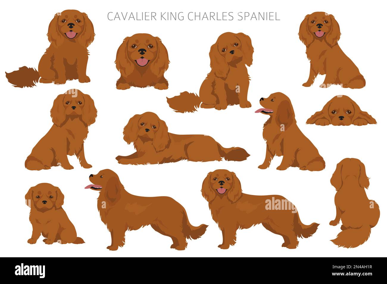 Kavalier König Charles Spaniel Clipart. Alle Mantelfarben eingestellt. Andere Position. Infografik zu den Merkmalen aller Hunderassen. Vektordarstellung Stock Vektor