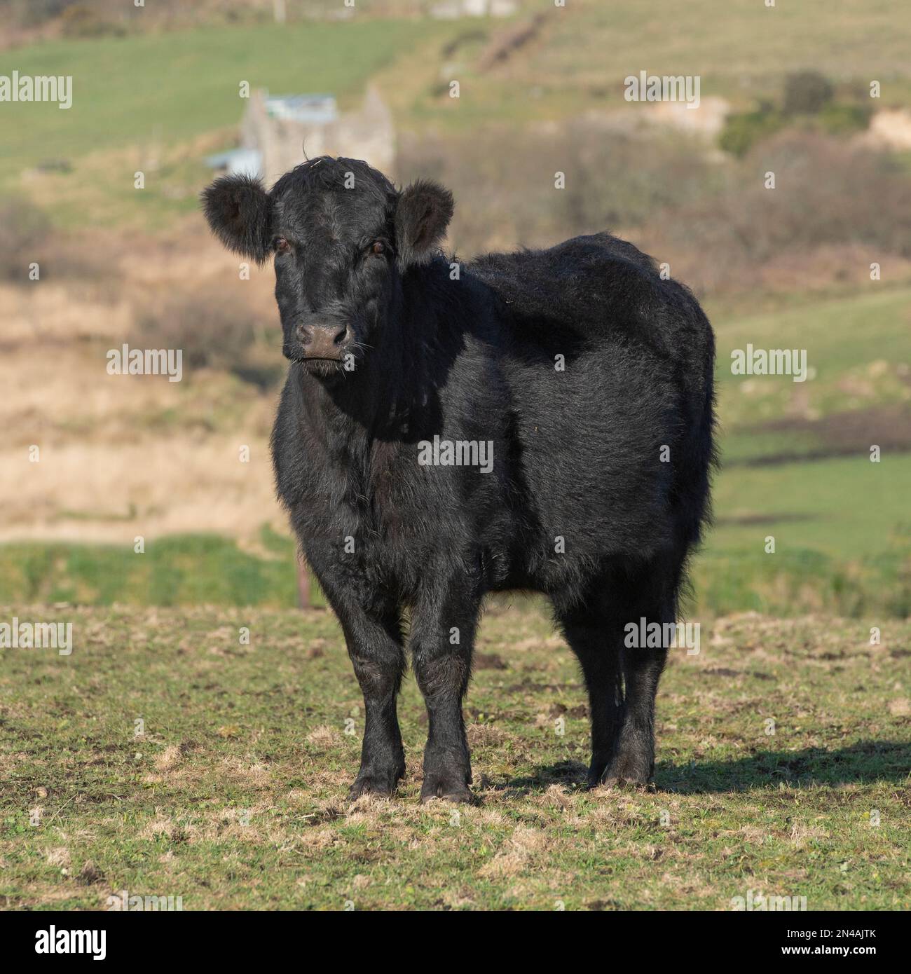 Welsh schwarze Kuh Stockfoto