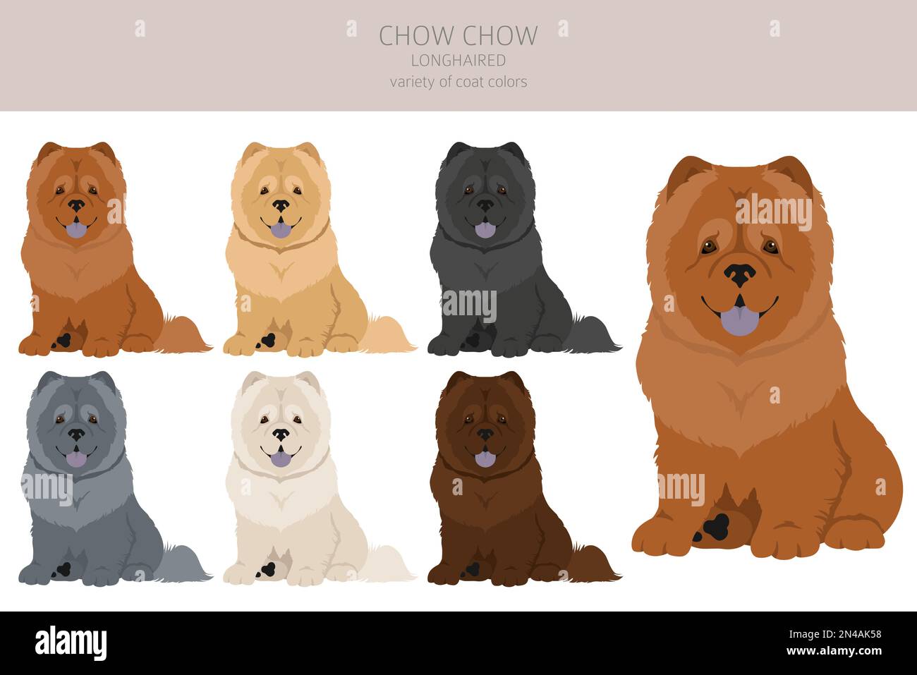 Chow Chow longhaired Variety Cliparts. Verschiedene Posen, Fellfarben eingestellt. Vektorgrafik Stock Vektor