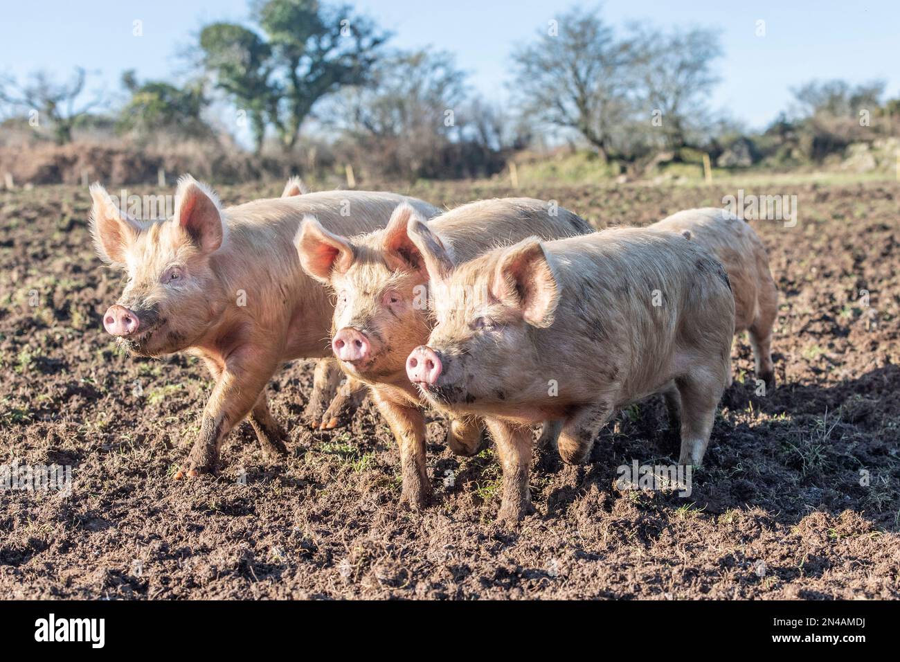 Drei Ferkel in einem schlammigen Feld Stockfoto