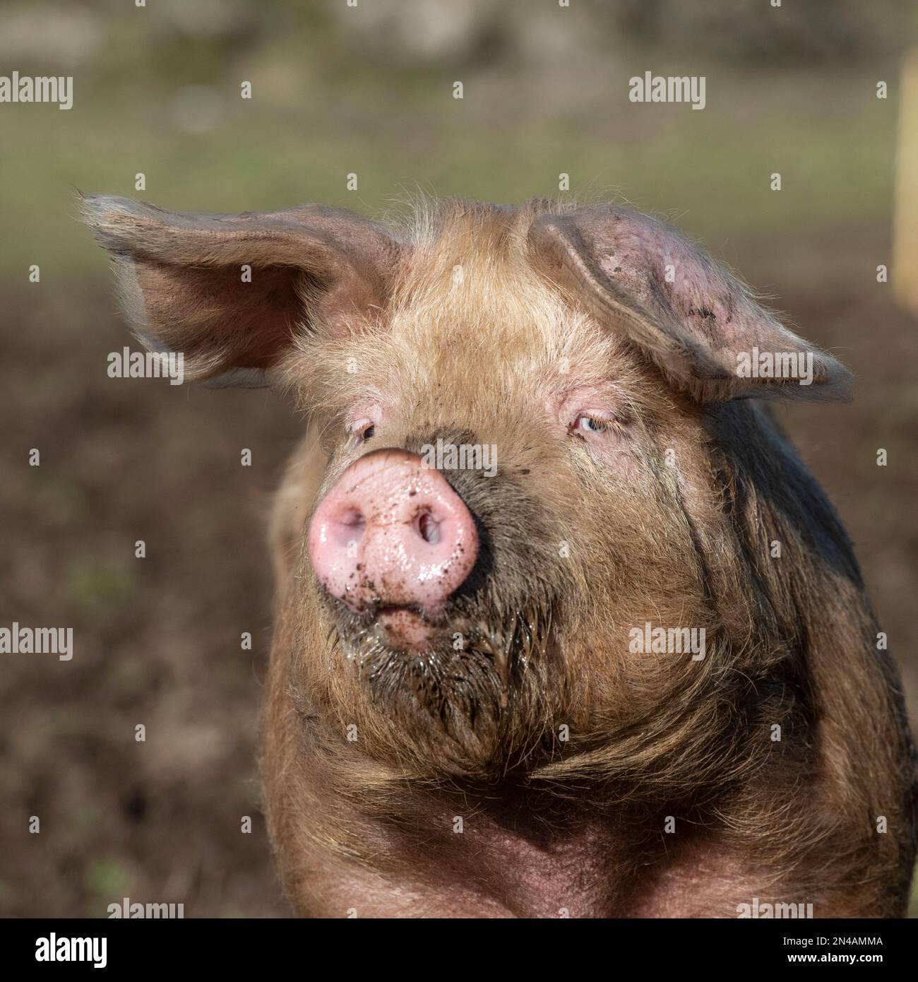 Nahaufnahme eines Freilandschweins Stockfoto