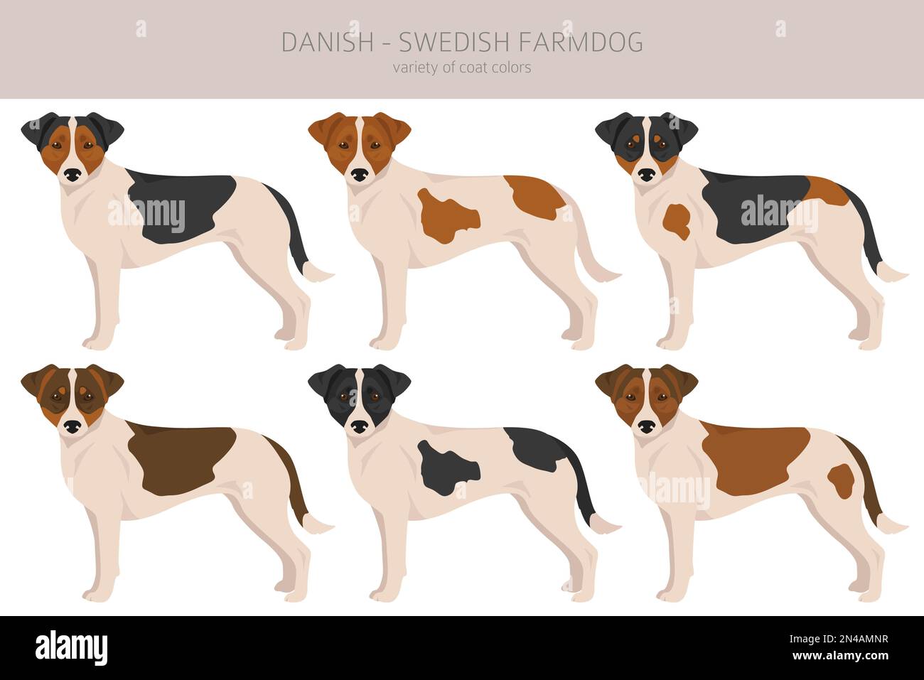 Dänisch schwedischer farmhund -Fotos und -Bildmaterial in hoher