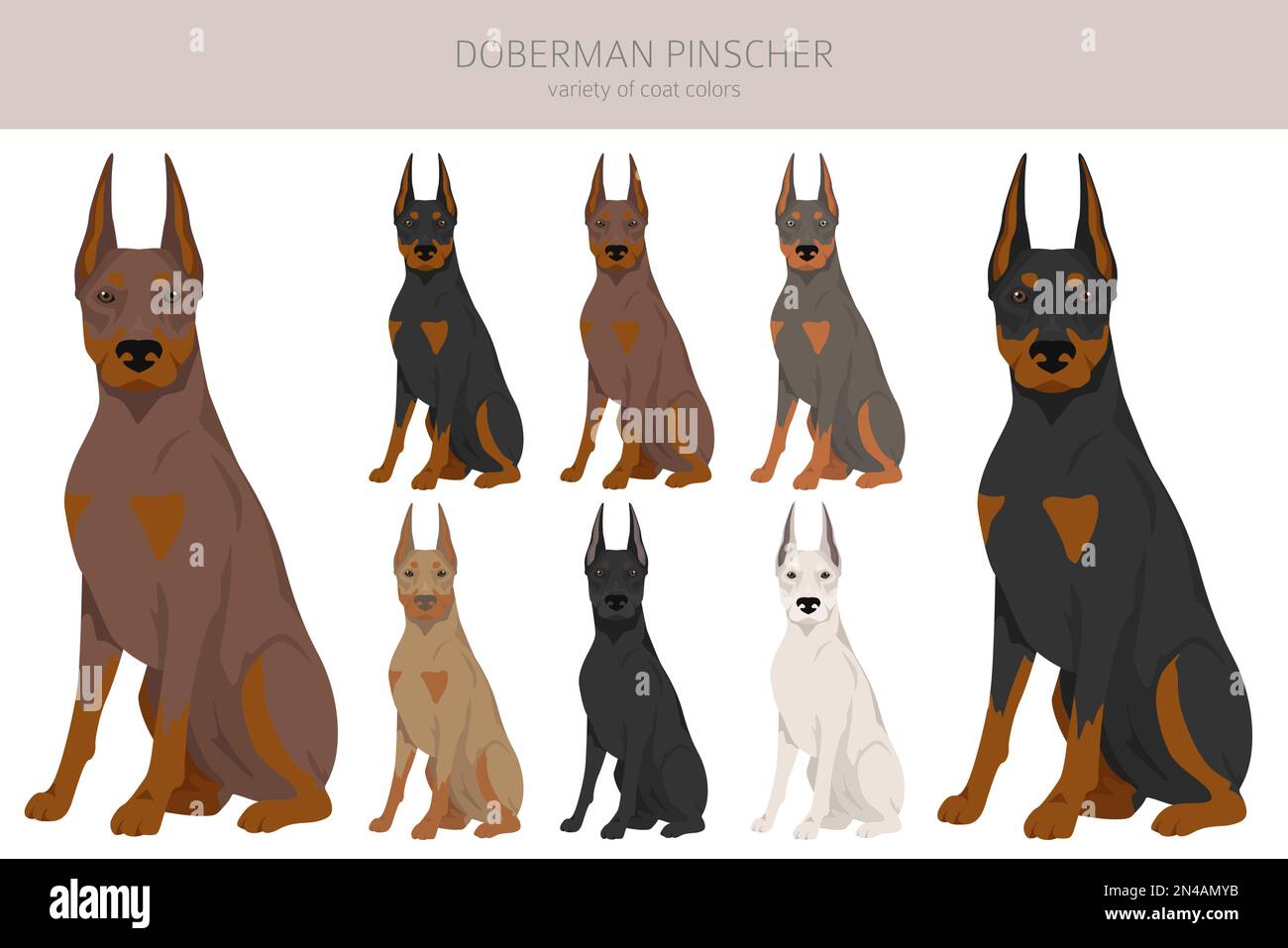 Dobermann pinscher Hunde Cliparts. Verschiedene Posen, Fellfarben eingestellt. Vektorgrafik Stock Vektor