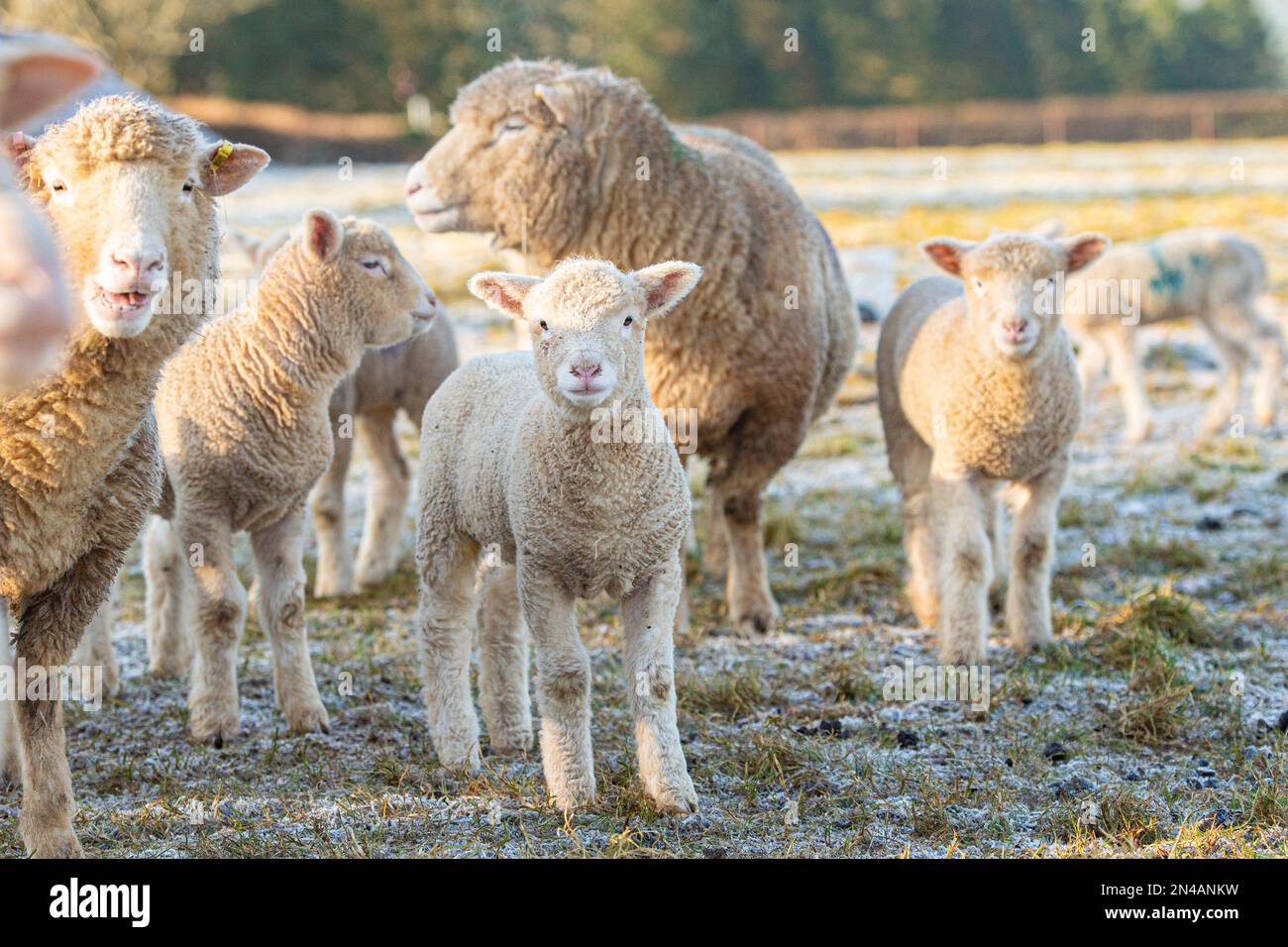 Dorset-Mutterschafe und Lämmer Stockfoto