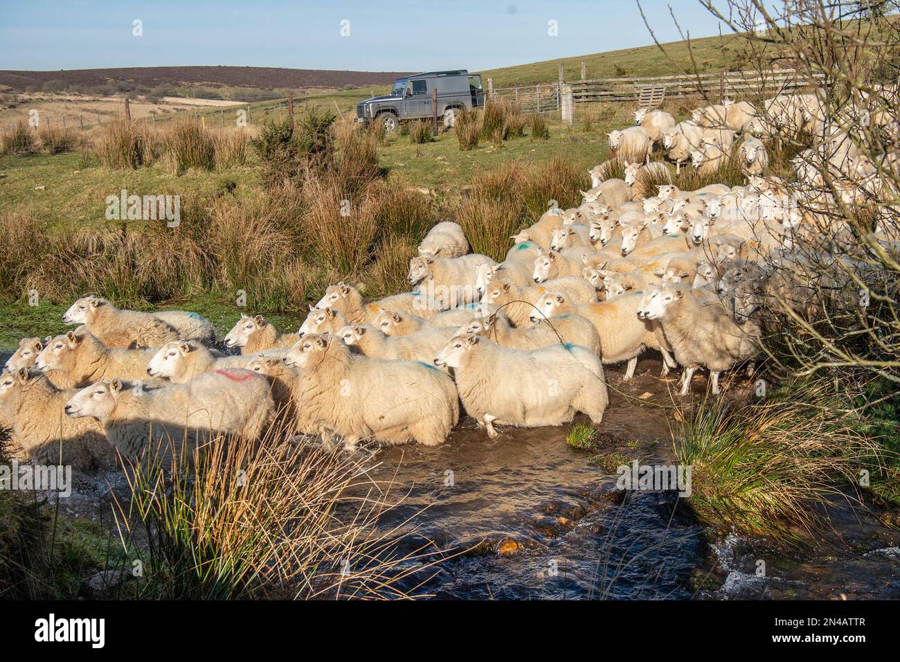 Schafherde, die durch den Fluss läuft Stockfoto