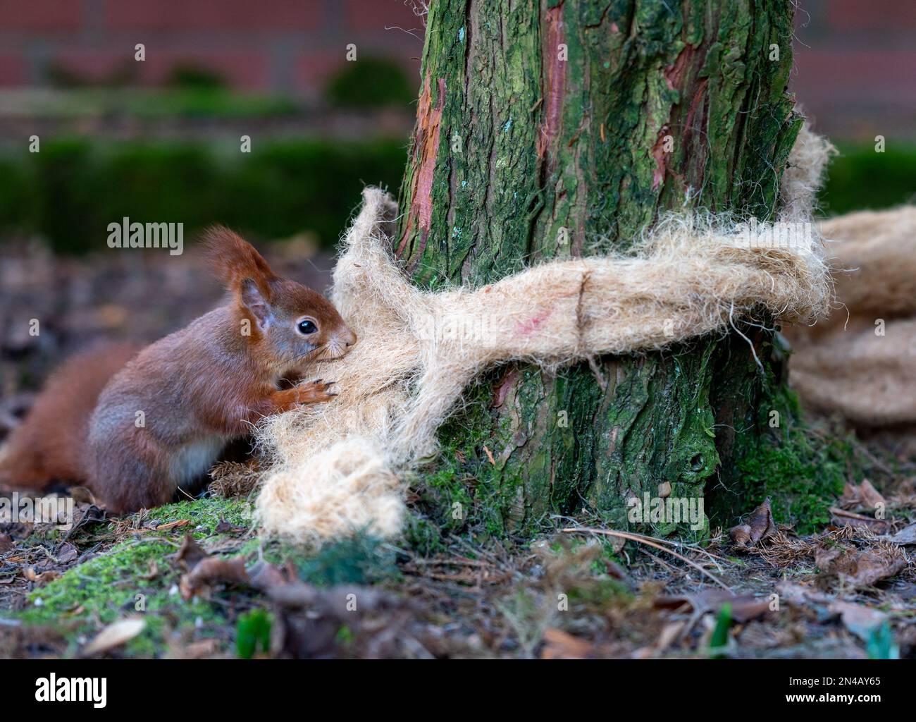 Rotes Eichhörnchen sammelt Nestmaterial von einer Isoliermatte. Stockfoto