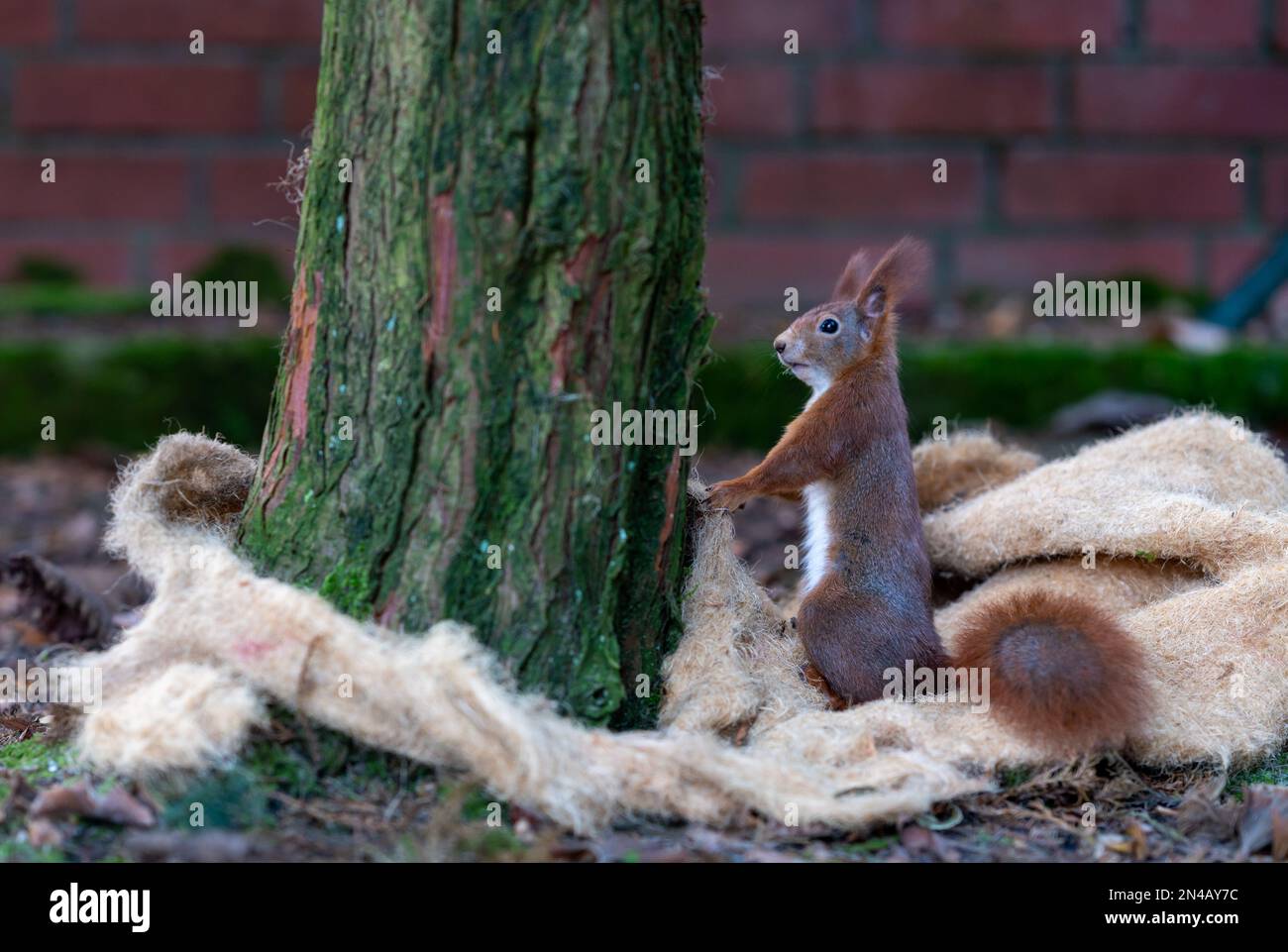 Rotes Eichhörnchen sammelt Nestmaterial von einer Isoliermatte. Stockfoto