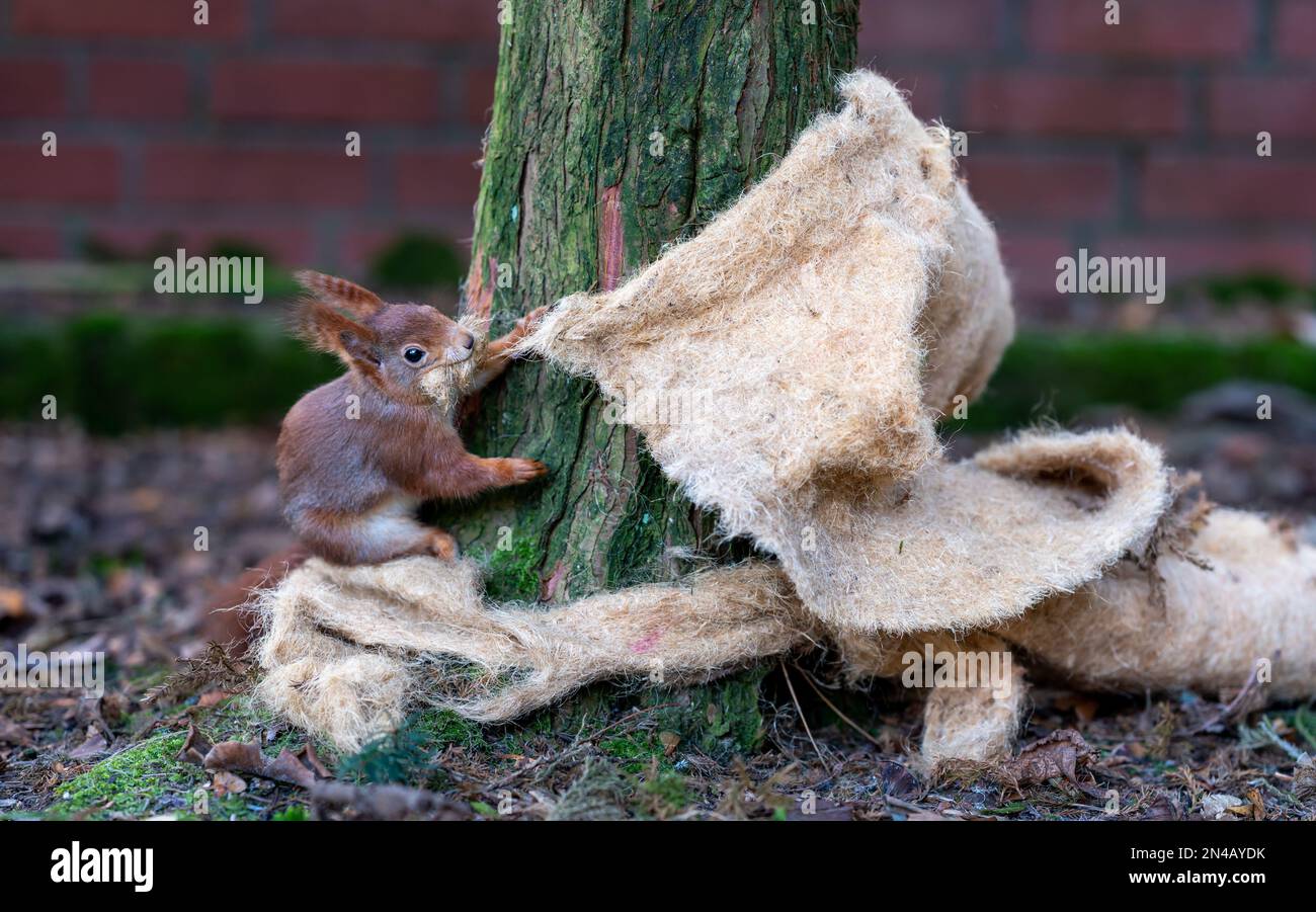 Rotes Eichhörnchen sammelt Nestmaterial von einer Isoliermatte. Stockfoto