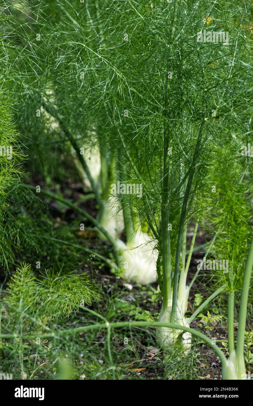 Pflanzen und Federblätter von Bulbus oder Fenchel in Florenz, auch bekannt als Foeniculum vulgare oder Finocchio, die im September in einem britischen Garten wachsen Stockfoto