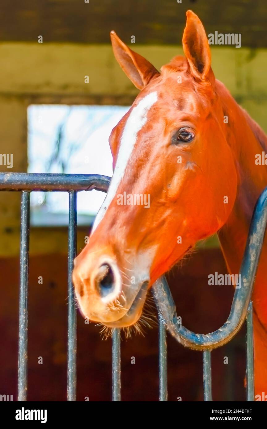 Ein hellbraunes Pferd in einem Stall. Stockfoto