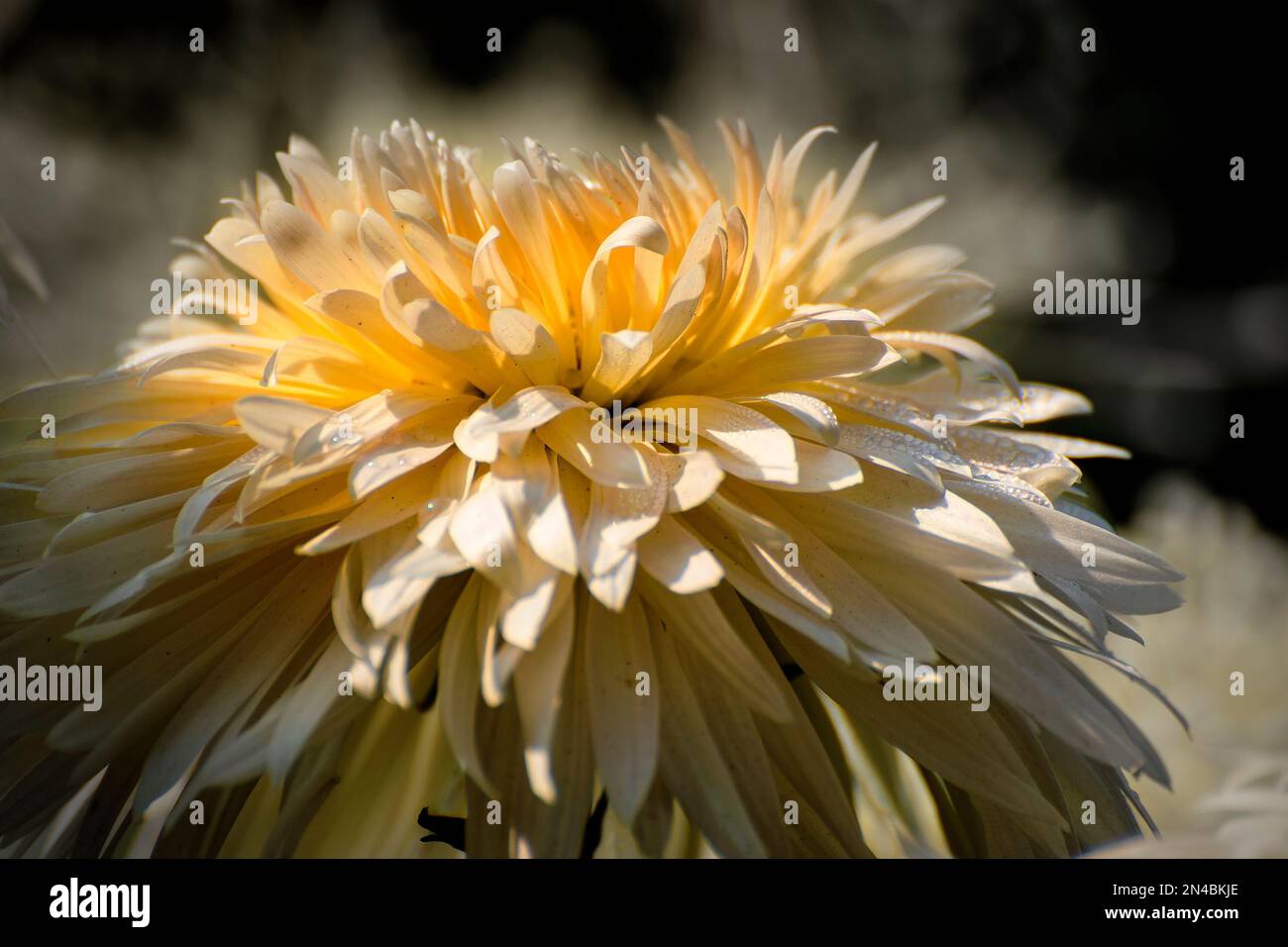 Gelbe Dahlia-Blütenblätter mit Tautropfen drauf. Dahlia sind buschige, tuberöse, mehrjährige krautige Pflanzen der Familie Asteraceae dicotyledoner Pflanzen Stockfoto