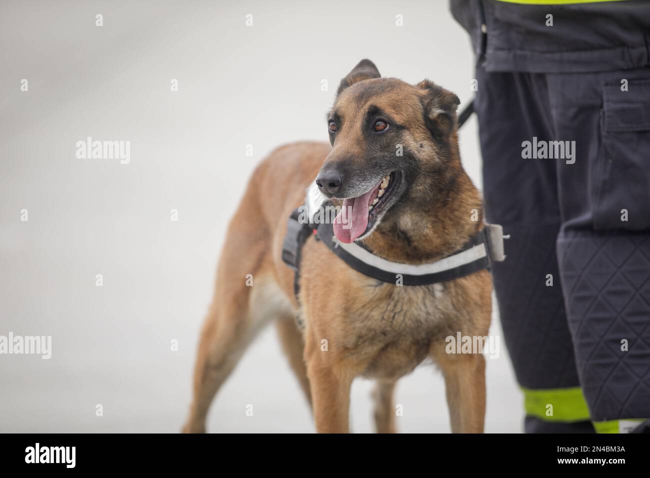 Rettungshund, der ausgebildet wurde, um Opfer von Erdbeben und anderen Katastrophen in der Nähe seines Trainers zu erkennen. Stockfoto