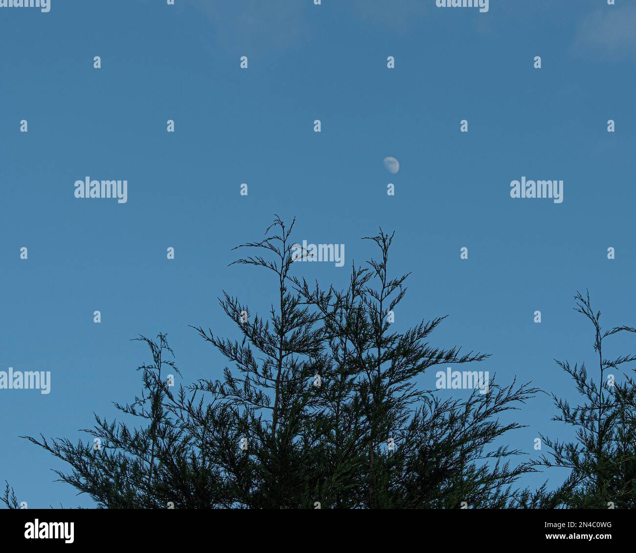 Fichten-Baumspitzen mit Himmel und Mond dahinter Stockfoto