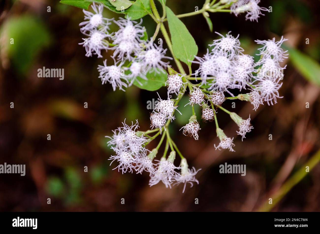 Wildblumen — Ageratum conyzoides (Billyziegenkraut, Kükenkraut, Ziegenkraut, Weißkraut, Mentrasto) Stockfoto