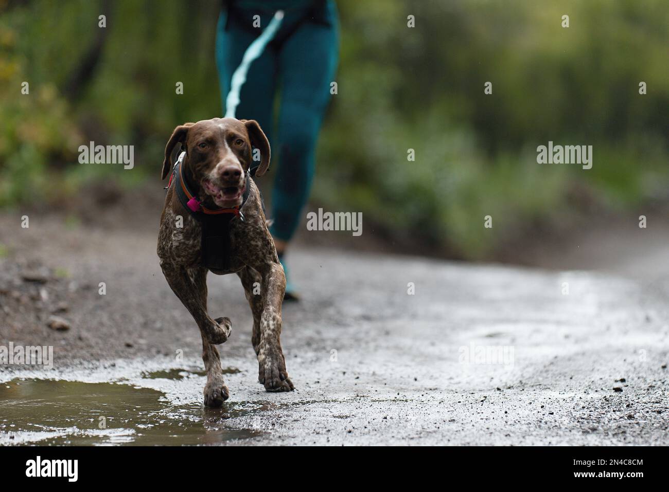 Der Hund und sein Besitzer nehmen an einem beliebten Canicross-Rennen Teil. Canicross-Hundezucht-Rennen Stockfoto