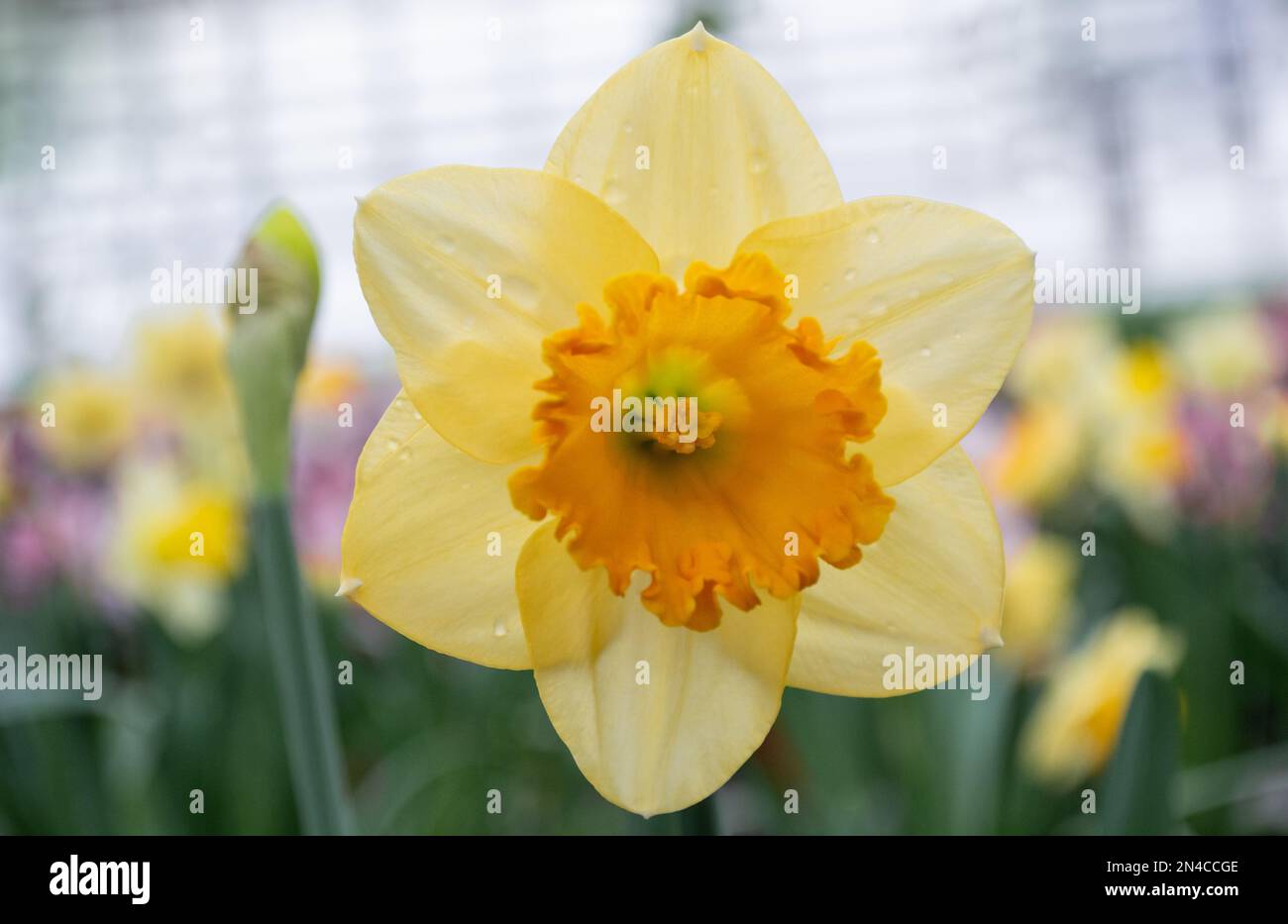 Nahaufnahme einer gelben Narzissenblume vor dem Hintergrund eines blühenden Gartens und anderer Narzissen. Grußkarte „Hallo Frühling“. Stockfoto