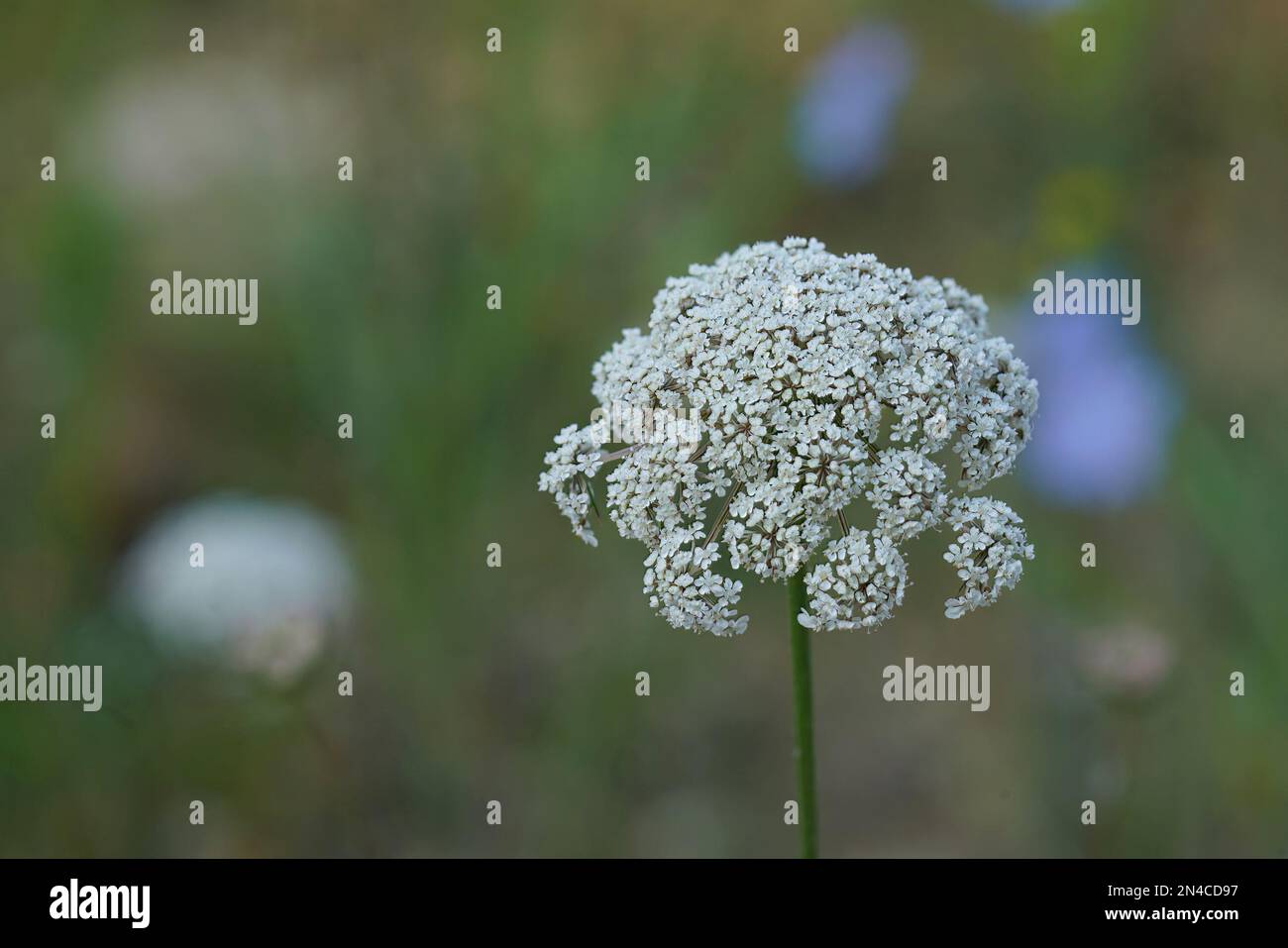 Natürliche Nahaufnahme einer giftigen weißen blühenden Papageienpfefferkraut, Aethusa cynapium, auf einer Wiese Stockfoto