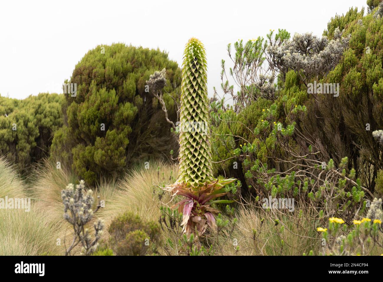 Eine selektive Fokusaufnahme einer Lobelia Deckenii-Pflanze in einem Park Stockfoto