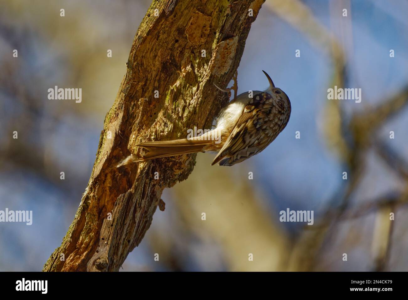 Baumkriecher (Certhia familiaris) auf der Suche nach Insekten Stockfoto