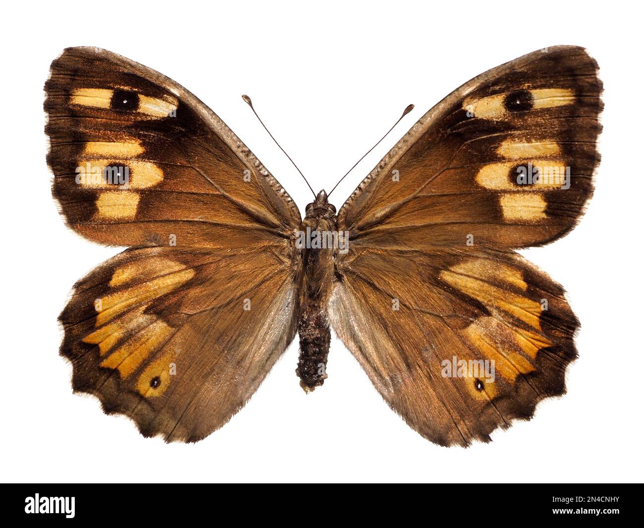 Makroaufnahme einer Äsche Schmetterling (Hipparchia Semele) isoliert auf weißem Hintergrund Stockfoto