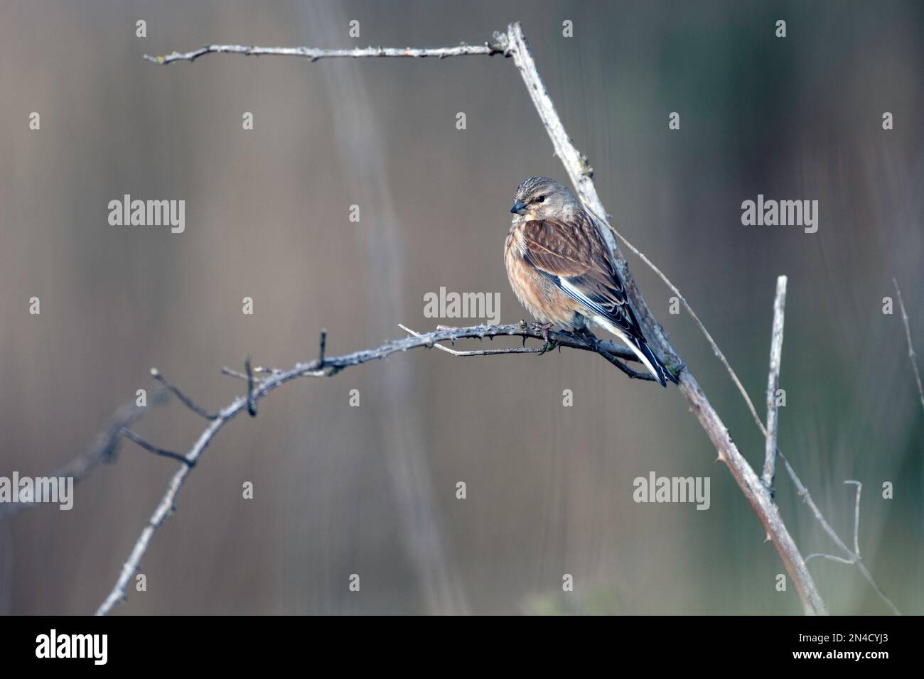 Linnet im Busch Stockfoto