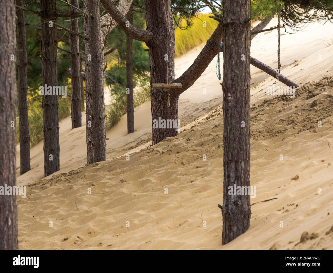Sanddünen bewegen sich im Wind mit bewaldeten Kiefern unter dem sich bewegenden Sand Stockfoto