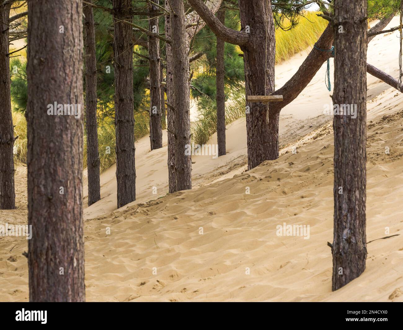 Sanddünen bewegen sich im Wind mit bewaldeten Kiefern unter dem sich bewegenden Sand Stockfoto