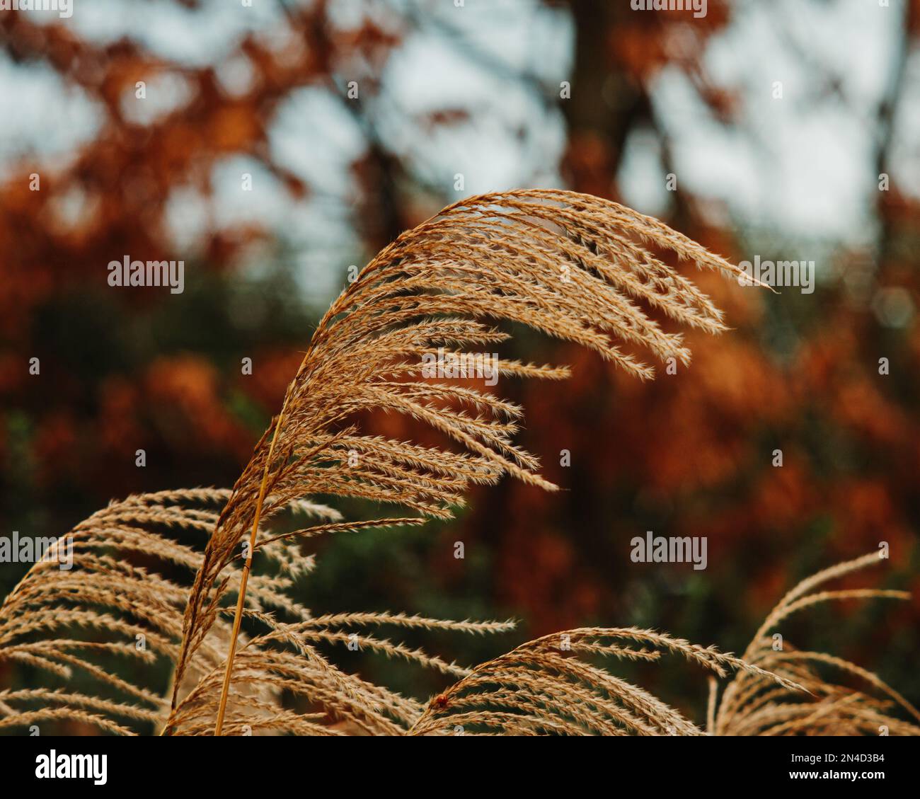Eine Nahaufnahme von Miscanthus sinensis, chinesisches Silbergras. Stockfoto