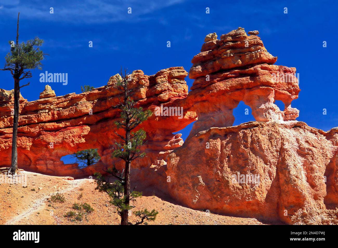 Rote Felsformationen; Hoodoos; Bögen; unterschiedliche Erosion; Landschaft; Malerisch, Mossy Cave Trail; Bryce Canyon National Park; Utah; Bryce Canyon, Utah; Stockfoto