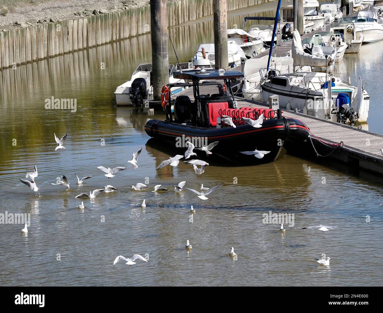 Hafen mit Möwen im Flug in Le Crotoy, einer Gemeinde im Departement Somme in Hauts-de-France in Nordfrankreich Stockfoto