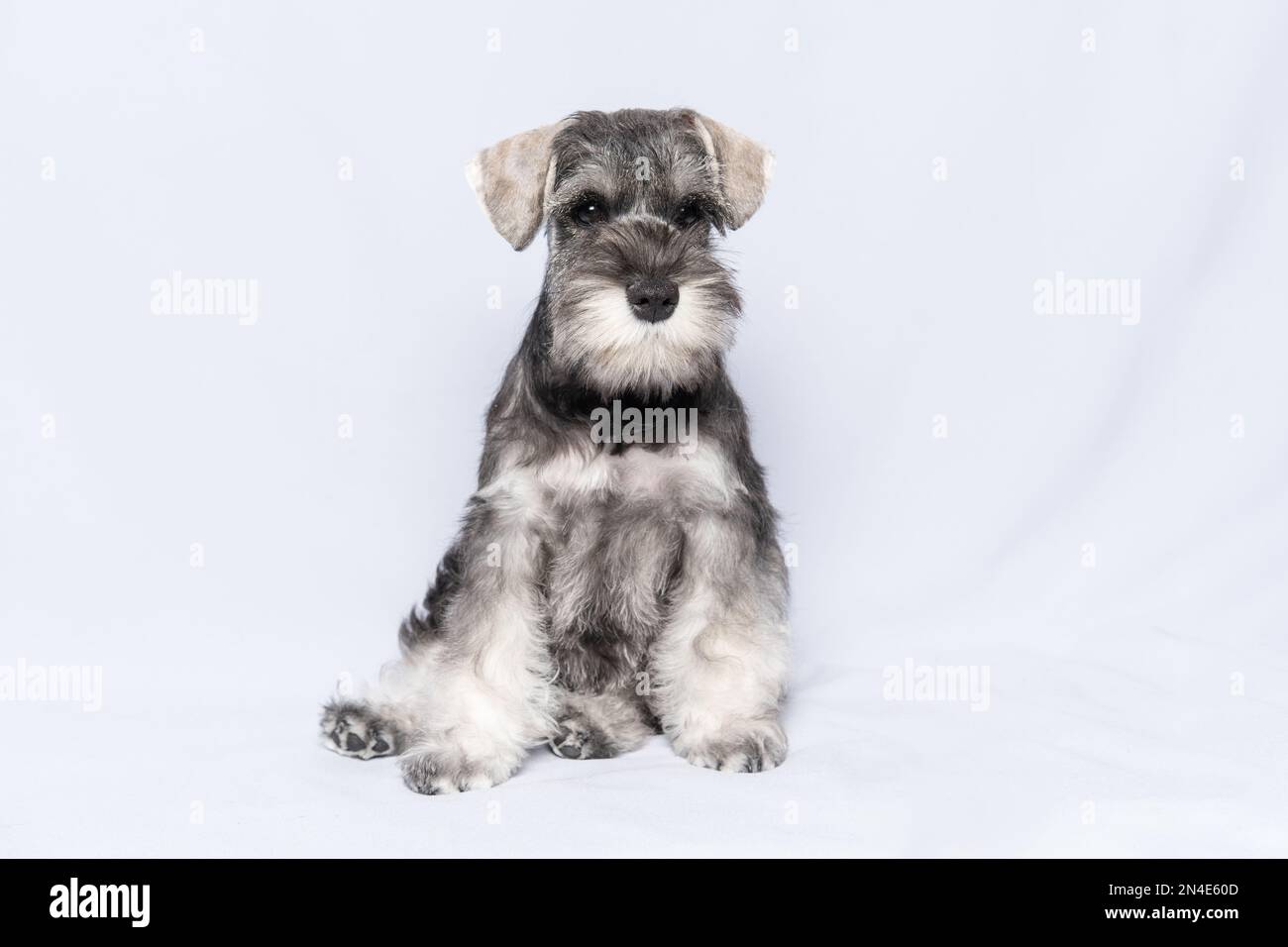 Miniatur-Schnauzer weiß und grau sitzt und sieht Sie auf einem hellen Hintergrund, Kopierraum. Bärtiger Zwergschnauzer-Welpe. Stockfoto