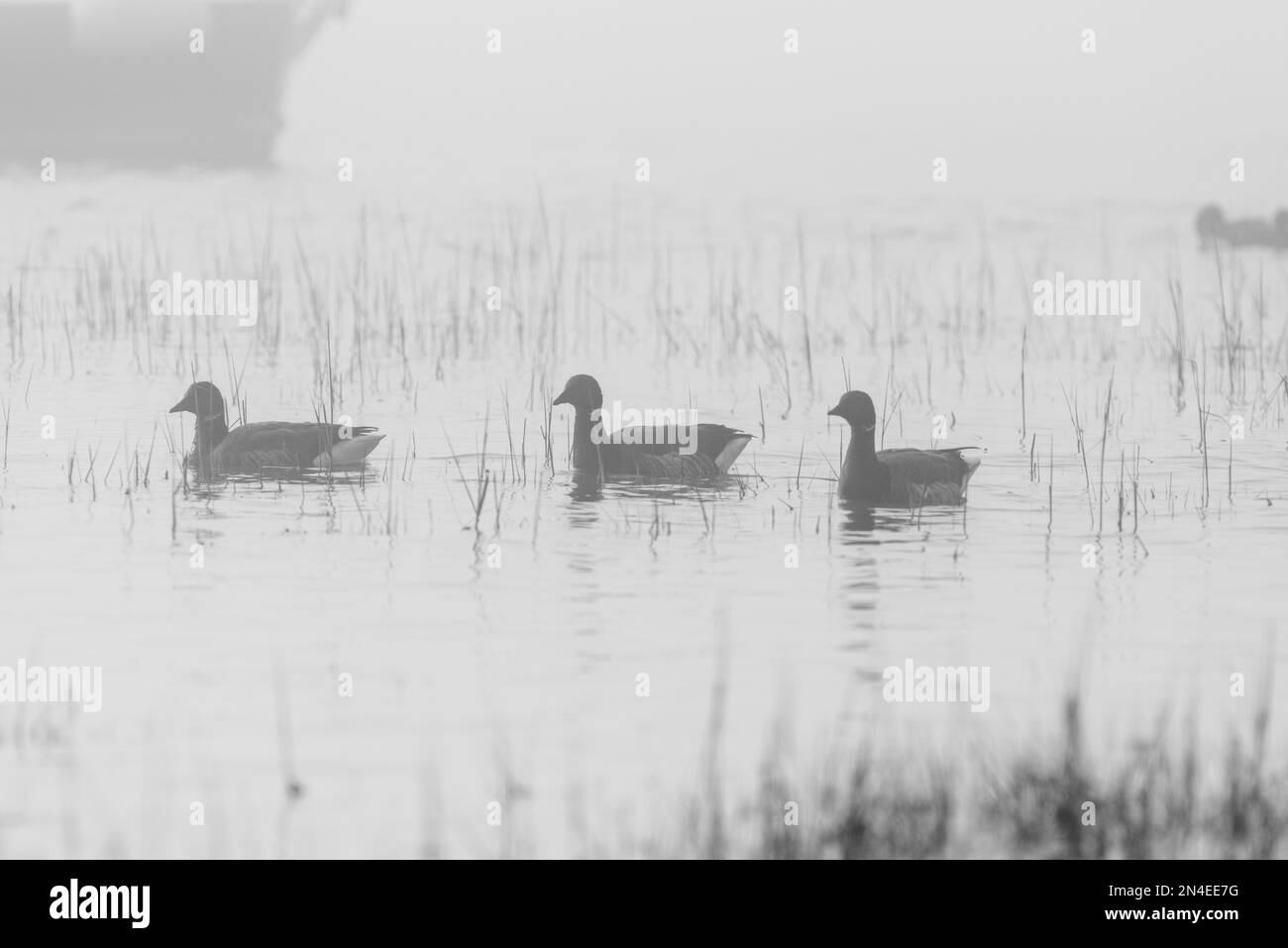 Brent Geese (Branta bernicla) schwimmt an einem nebligen Tag an der Küste von Essex bei Leigh on Sea Stockfoto